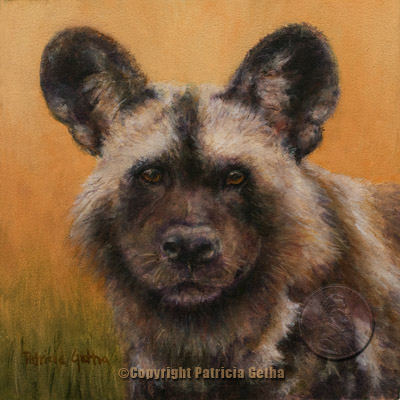 African Wild Dog